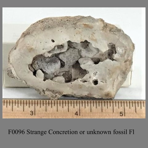 F0096 Strange Concretion or unknown fossil Fl