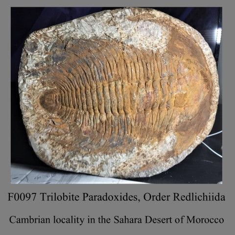 F0097 Trilobite Paradoxides, Order Redlichiida Cambrian locality in the Sahara Desert of Morocco