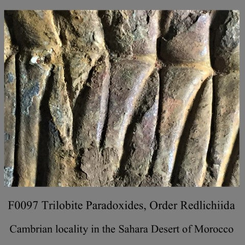 F0097 Trilobite Paradoxides, Order Redlichiida Cambrian locality in the Sahara Desert of Morocco