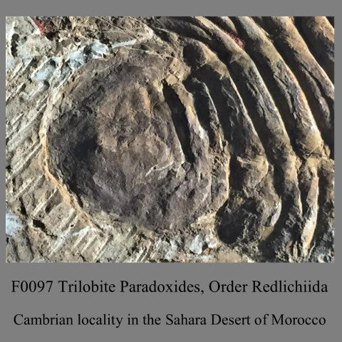 F0097 Trilobite Paradoxides, Order Redlichiida Cambrian locality in the Sahara Desert of Morocco