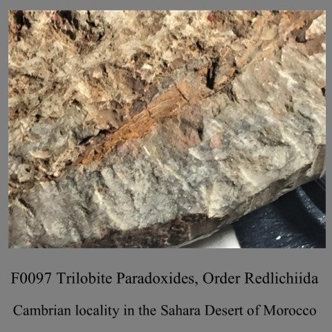 F0097 Trilobite Paradoxides, Order Redlichiida Cambrian locality in the Sahara Desert of Morocco