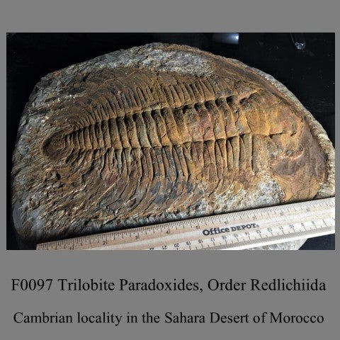 F0097 Trilobite Paradoxides, Order Redlichiida Cambrian locality in the Sahara Desert of Morocco