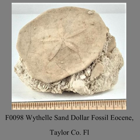 F0098 Wythelle Sand Dollar Fossil Eocene, Taylor Co. Fl