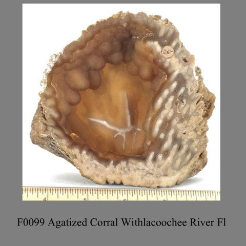 F0099 Agatized Corral Withlacoochee River Fl