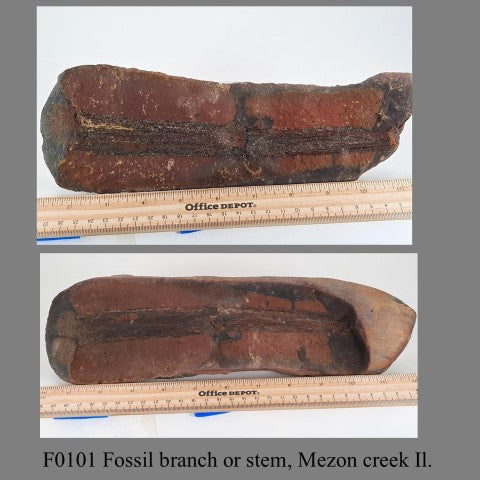 F0101 Fossil branch or stem, Mezon creek Il.