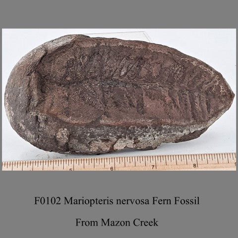 F0102 Mariopteris nervosa Fern Fossil From Mazon Creek