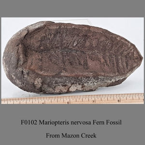 F0102 Mariopteris nervosa Fern Fossil From Mazon Creek