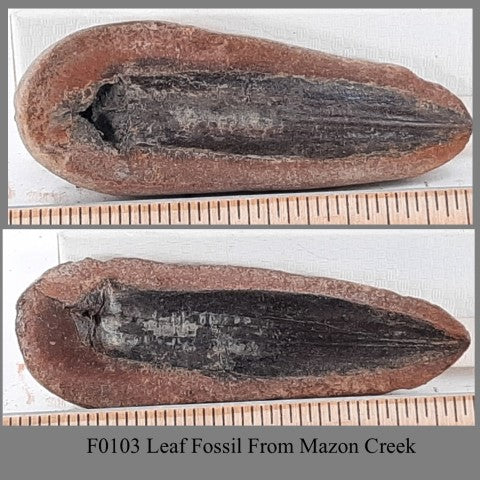 F0103 Leaf Fossil From Mazon Creek