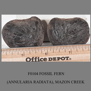 F0104 FOSSIL FERN (ANNULARIA RADIATA), MAZON CREEK