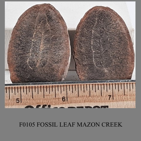 F0105 FOSSIL LEAF MAZON CREEK 