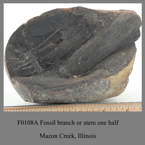 F0108A Fossil branch or stem one half Mezon Creek