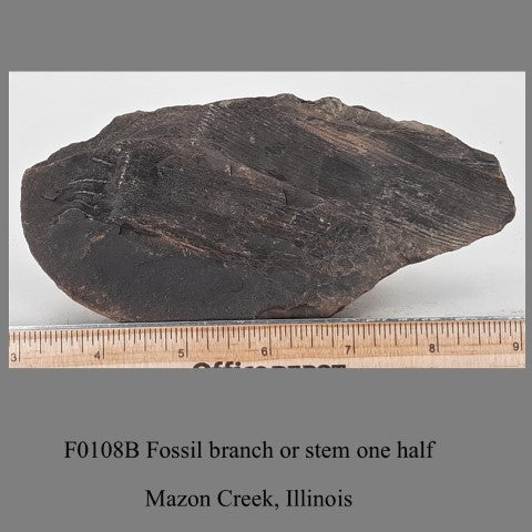 F0108A Fossil branch or stem one half Mezon Creek