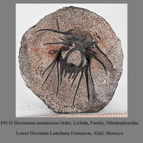 F0110 Dicranurus monstrosus, Order, Lichida, Family, Odontopleuridae Lower Devonian Laatchana Formation, Alnif, Morocco