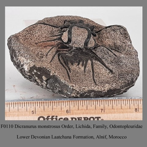 F0110 Dicranurus monstrosus, Order, Lichida, Family, Odontopleuridae Lower Devonian Laatchana Formation, Alnif, Morocco