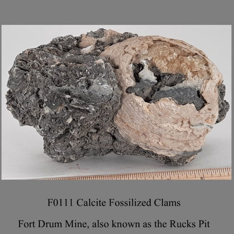 F0111 Calcite Fossilized Clams Fort Drum Mine, also known as the Rucks Pit