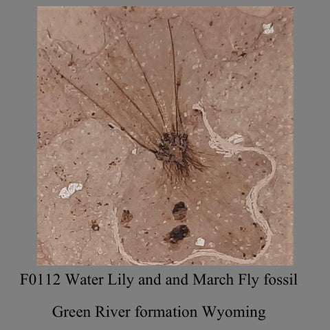 F0112 Water Lilyand and March Fly fossil Green River formation Wyoming