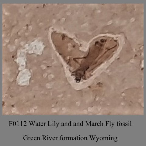 F0112 Water Lilyand and March Fly fossil Green River formation Wyoming