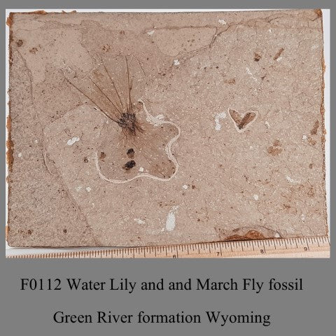 F0112 Water Lilyand and March Fly fossil Green River formation Wyoming