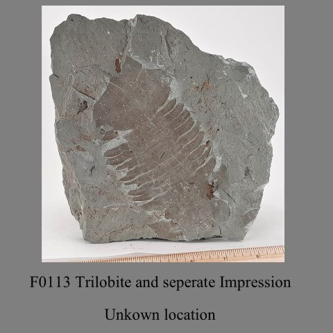 F0113 Trilobite and seperate Impression unkown location