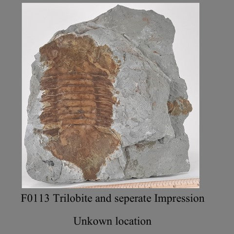 F0113 Trilobite and seperate Impression unkown location