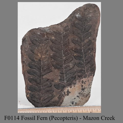 F0114 Fossil Fern (Pecopteris) - Mazon Creek