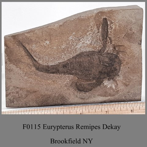 F0115 Eurypterus Remipes Dekay Brookfield NY