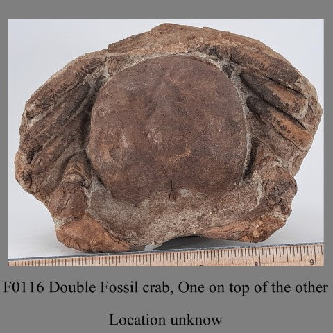 F0116 Double Fossil crab, One on top of the other Location unknown