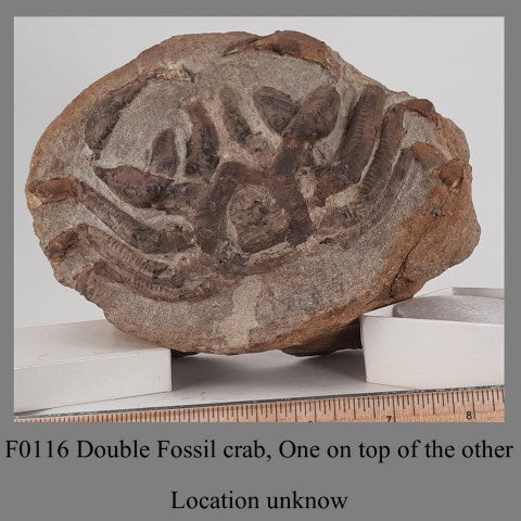 F0116 Double Fossil crab, One on top of the other Location unknown