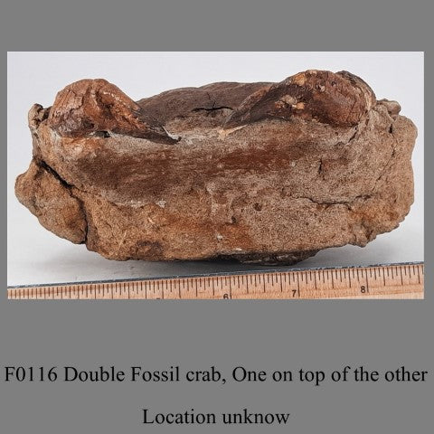 F0116 Double Fossil crab, One on top of the other Location unknown