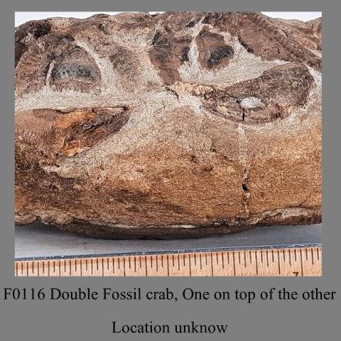 F0116 Double Fossil crab, One on top of the other Location unknown