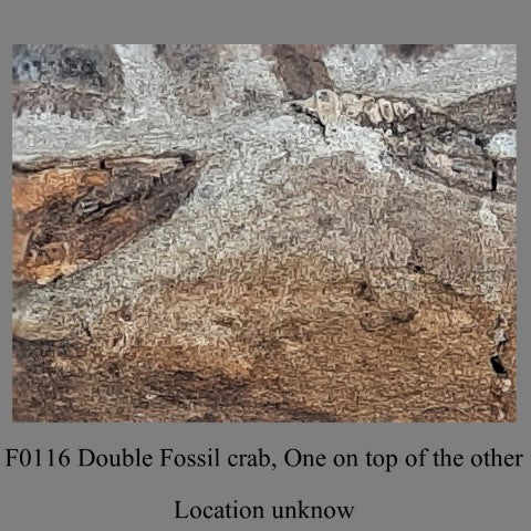 F0116 Double Fossil crab, One on top of the other Location unknown