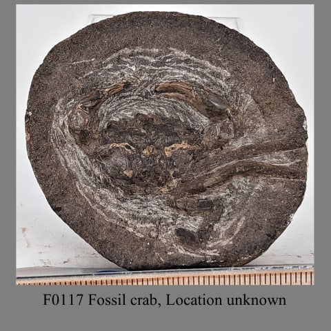 F0117 Fossil crab, Location unknown