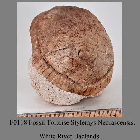 F0118 Fossil Tortoise Stylemys Nebrascensis, White River Badlands