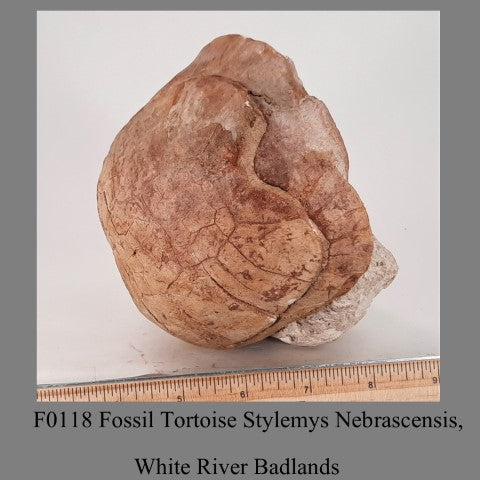 F0118 Fossil Tortoise Stylemys Nebrascensis, White River Badlands