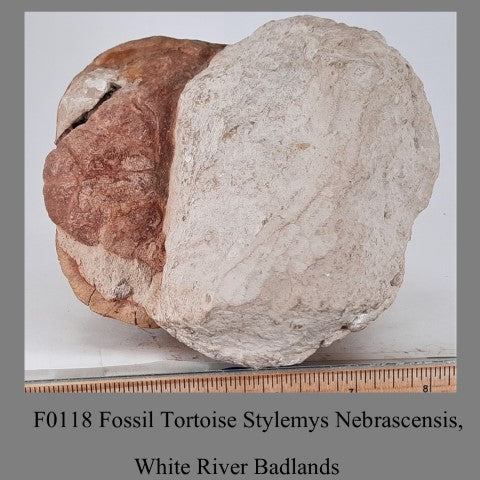 F0118 Fossil Tortoise Stylemys Nebrascensis, White River Badlands