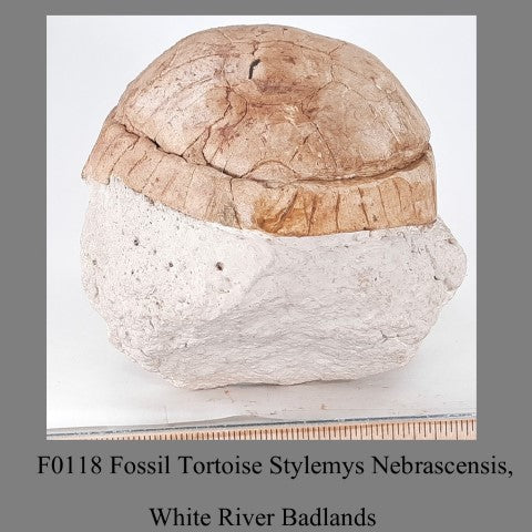 F0118 Fossil Tortoise Stylemys Nebrascensis, White River Badlands