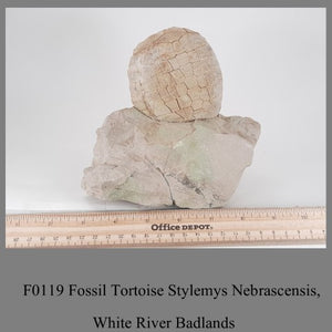 F0119 Fossil Tortoise Stylemys Nebrascensis, White River Badlands