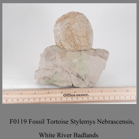 F0119 Fossil Tortoise Stylemys Nebrascensis, White River Badlands