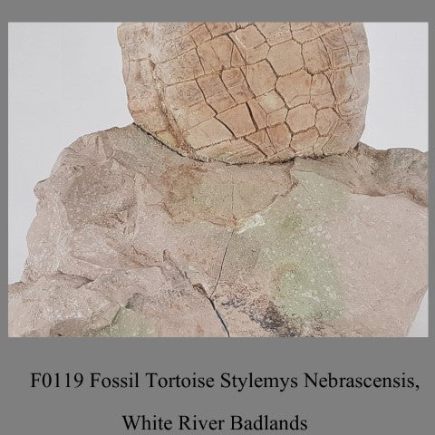 F0119 Fossil Tortoise Stylemys Nebrascensis, White River Badlands