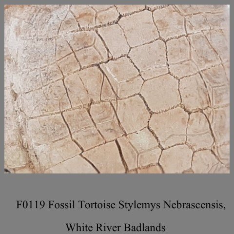 F0119 Fossil Tortoise Stylemys Nebrascensis, White River Badlands