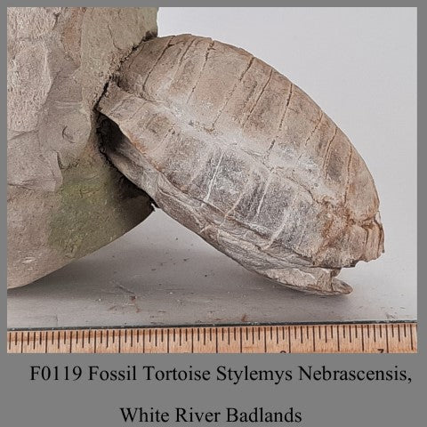 F0119 Fossil Tortoise Stylemys Nebrascensis, White River Badlands