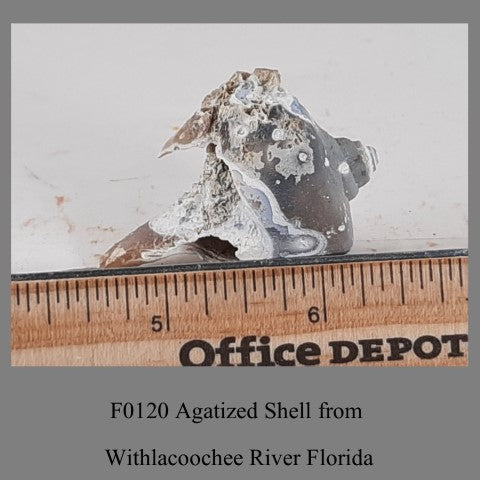 F0120 Agatized Shell Withlacoochee River Florida