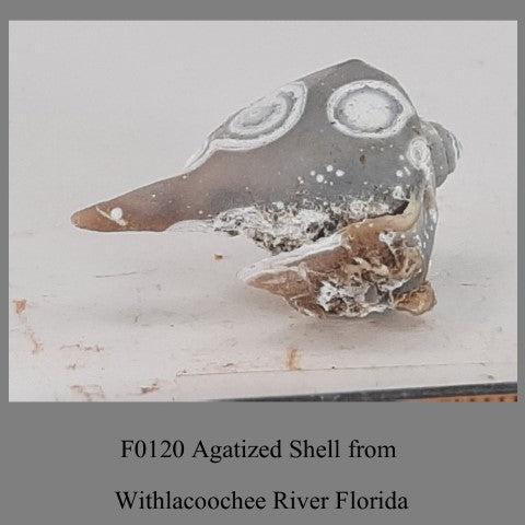 F0120 Agatized Shell Withlacoochee River Florida