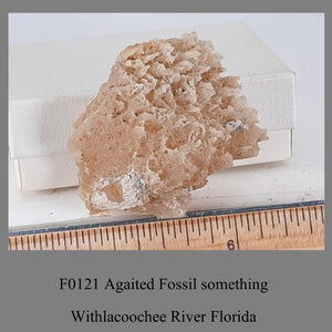 F0121 Agaited Fossil something Withlacoochee River Florida