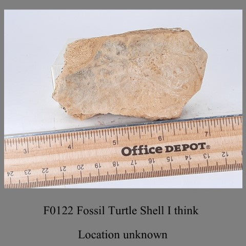 F0122 Fossil Turtle Shell I think