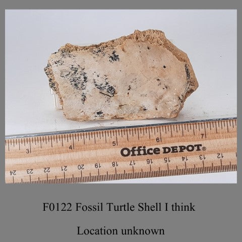 F0122 Fossil Turtle Shell I think