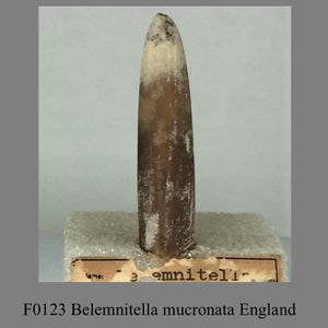 F0123 Belemnitella mucronata England