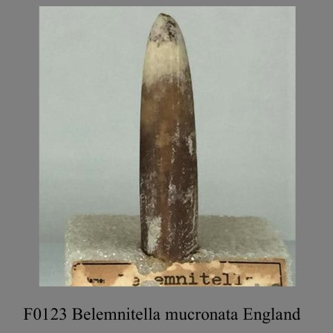 F0123 Belemnitella mucronata England