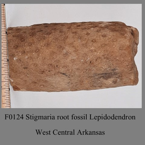 F0124 Stigmaria root fossil LepidodendronWest Central Arkansas