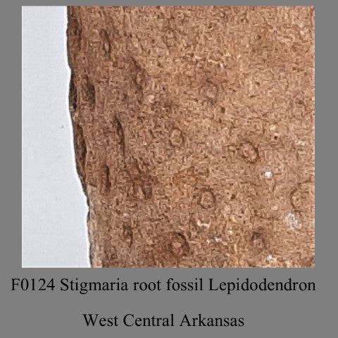 F0124 Stigmaria root fossil LepidodendronWest Central Arkansas